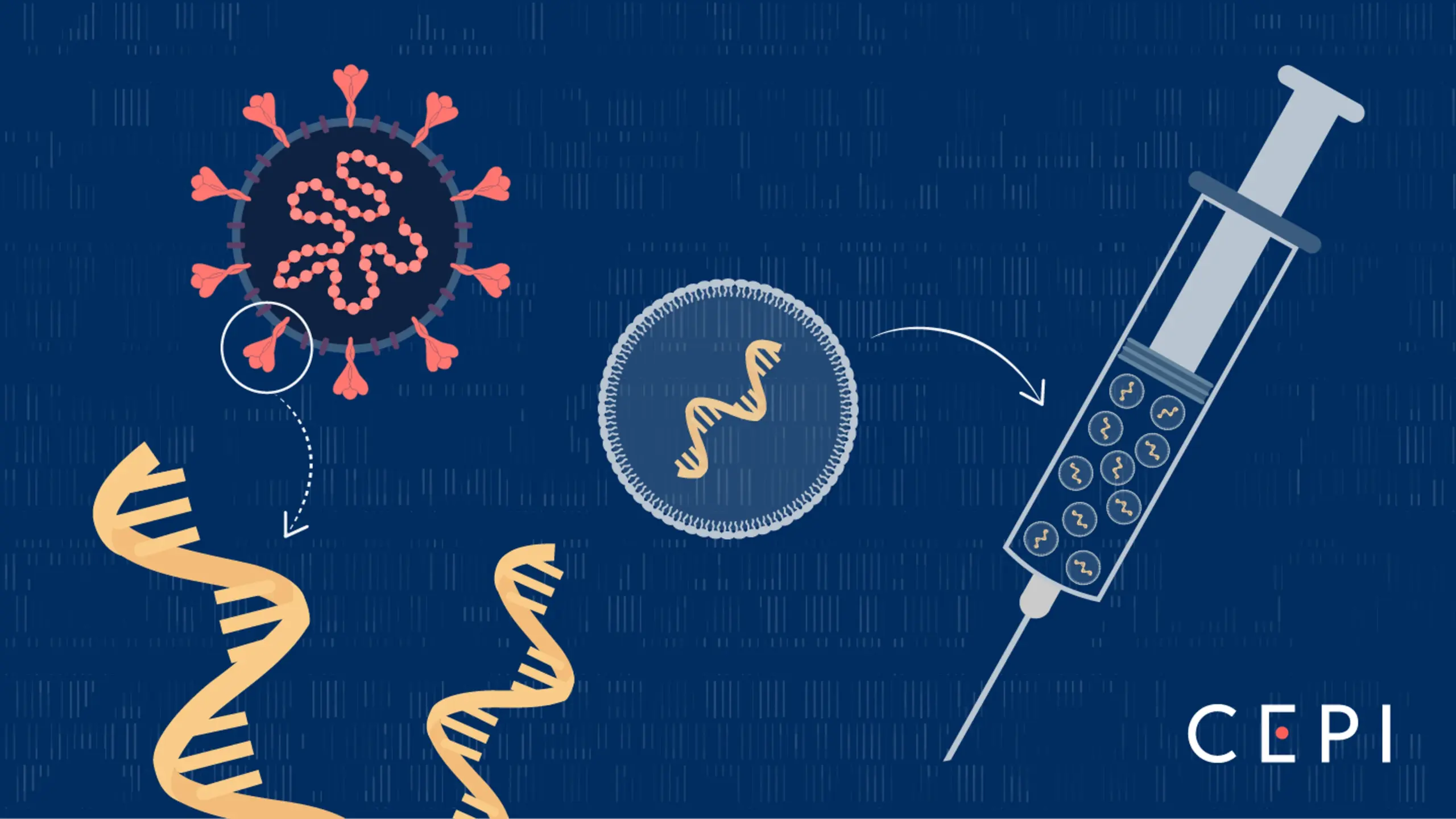 Сви мРНК производи су развијени и пласирани на тржиште под условима EUA. Да ли разумете шта то значи?